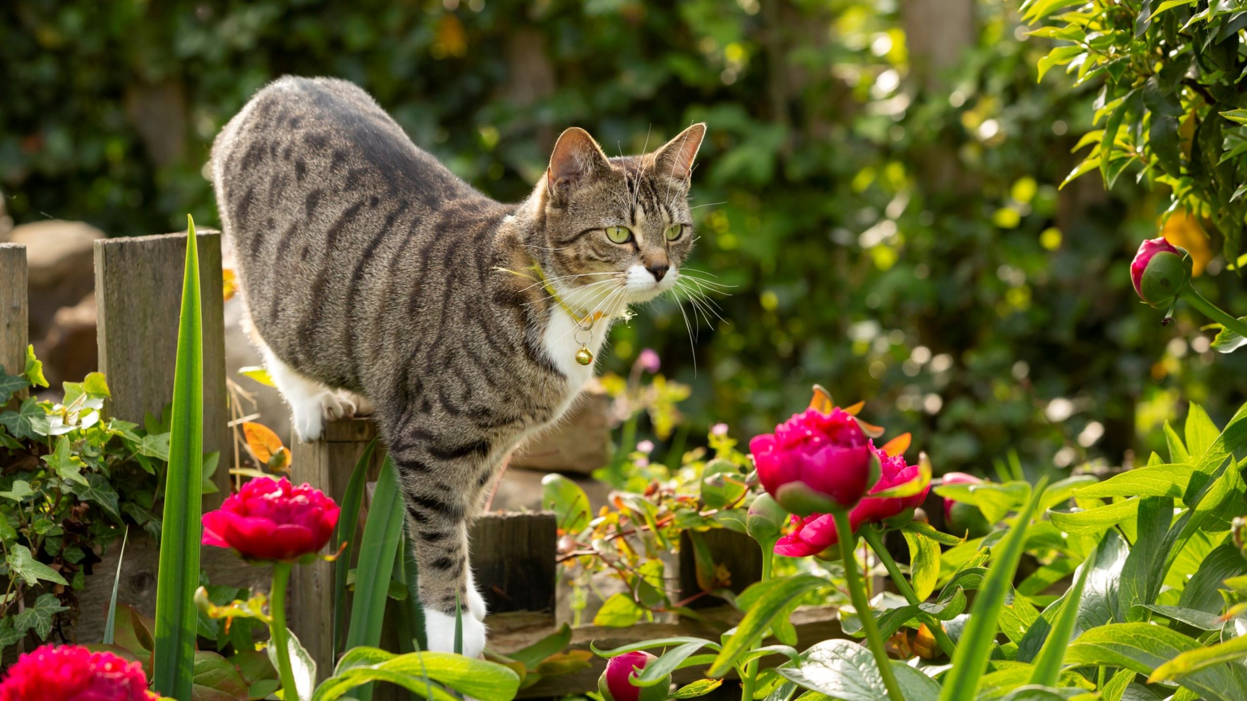 Como espantar gato do vizinho do seu jardim (sem machucar)