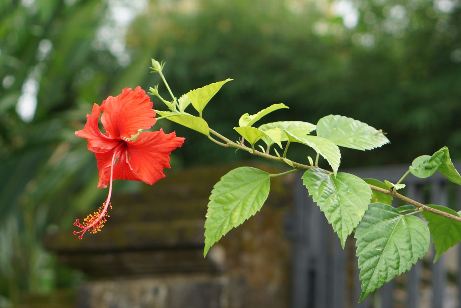 flor de hibisco