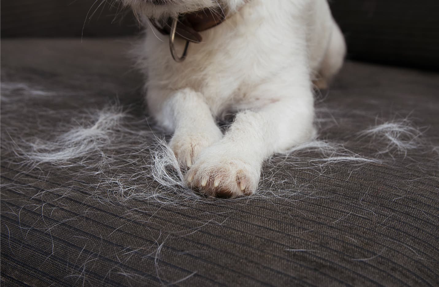 pelos de cachorro em sofá