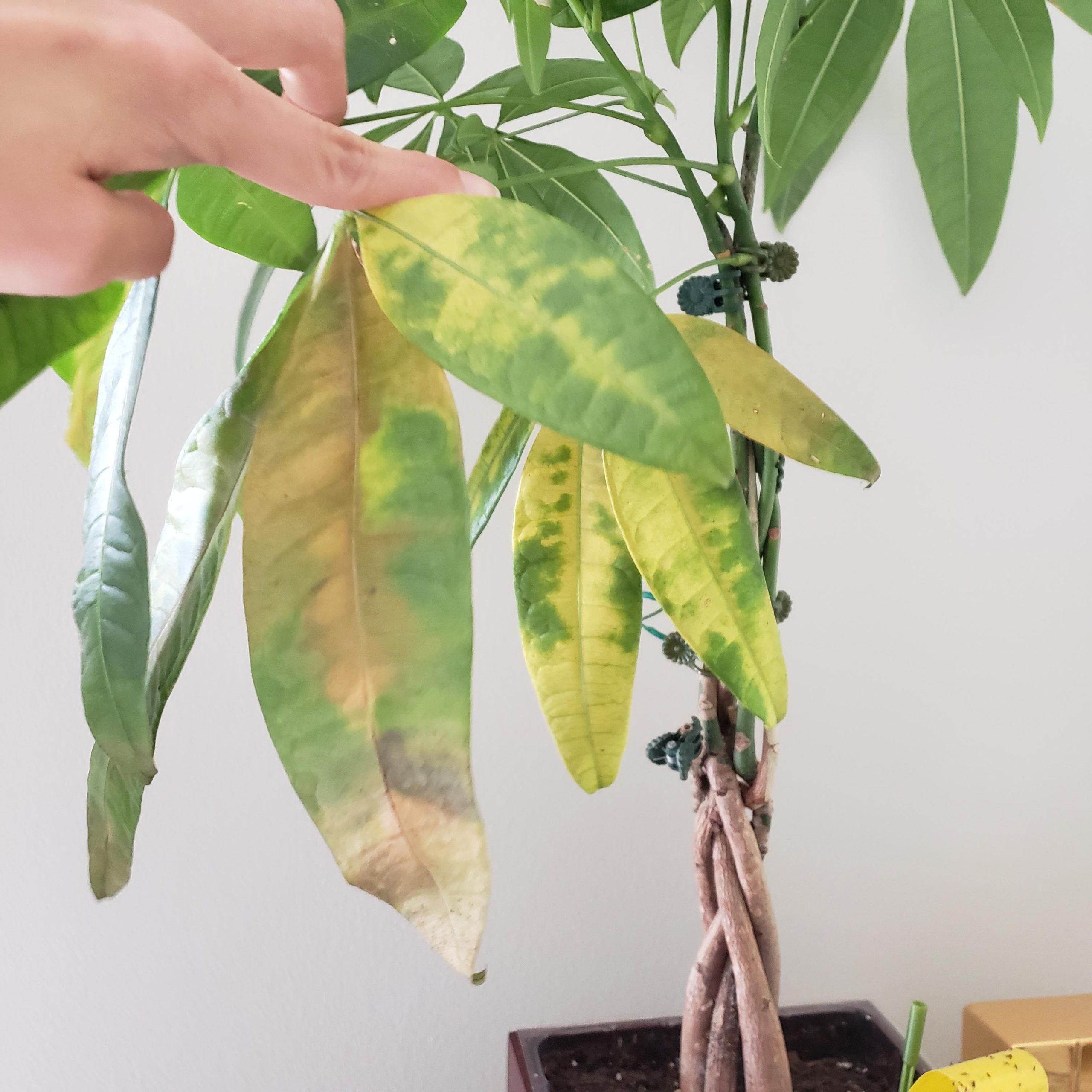 planta com folhas amareladas