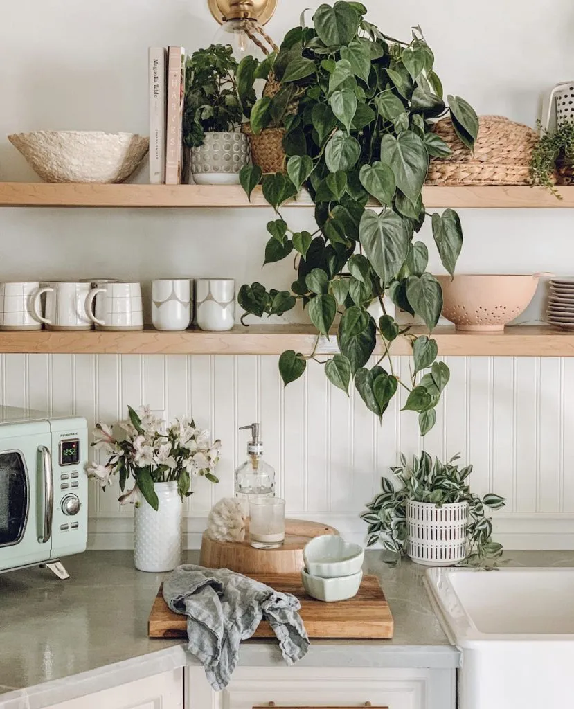 planta em prateleira da cozinha