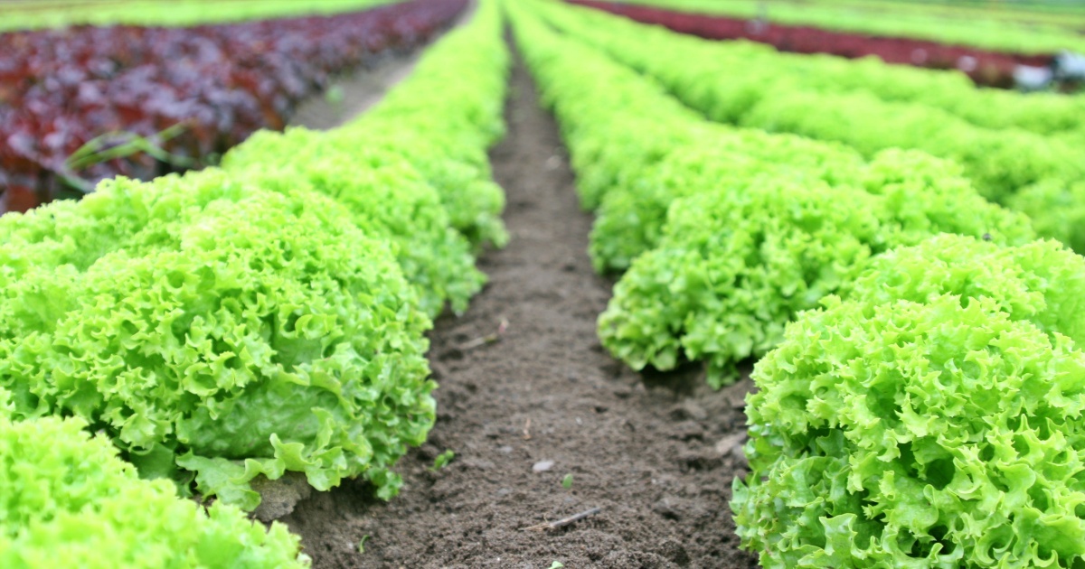 Saiba como a alface tem CULTIVO FÁCIL e faça do jeito CERTO