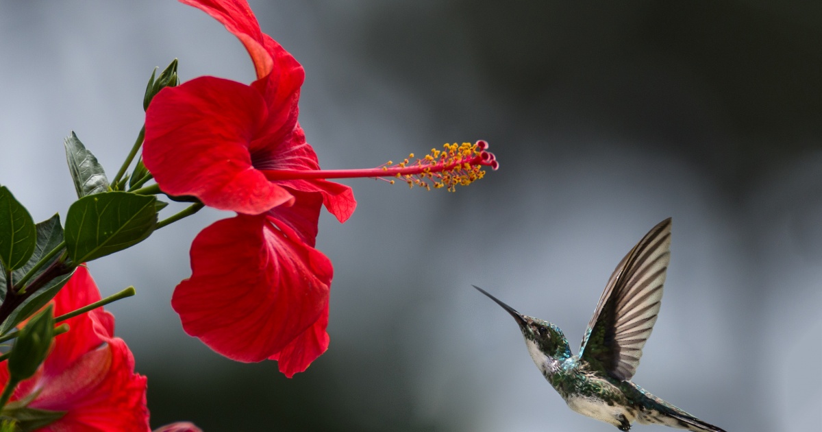 Para quem gosta de chá: o hibisco merece estar ser cultivado em seu jardim do jeito CERTO