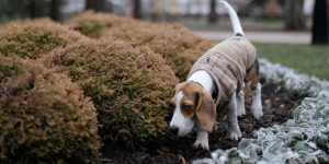 6 plantas que os cachorros AMAM comer para ter no jardim