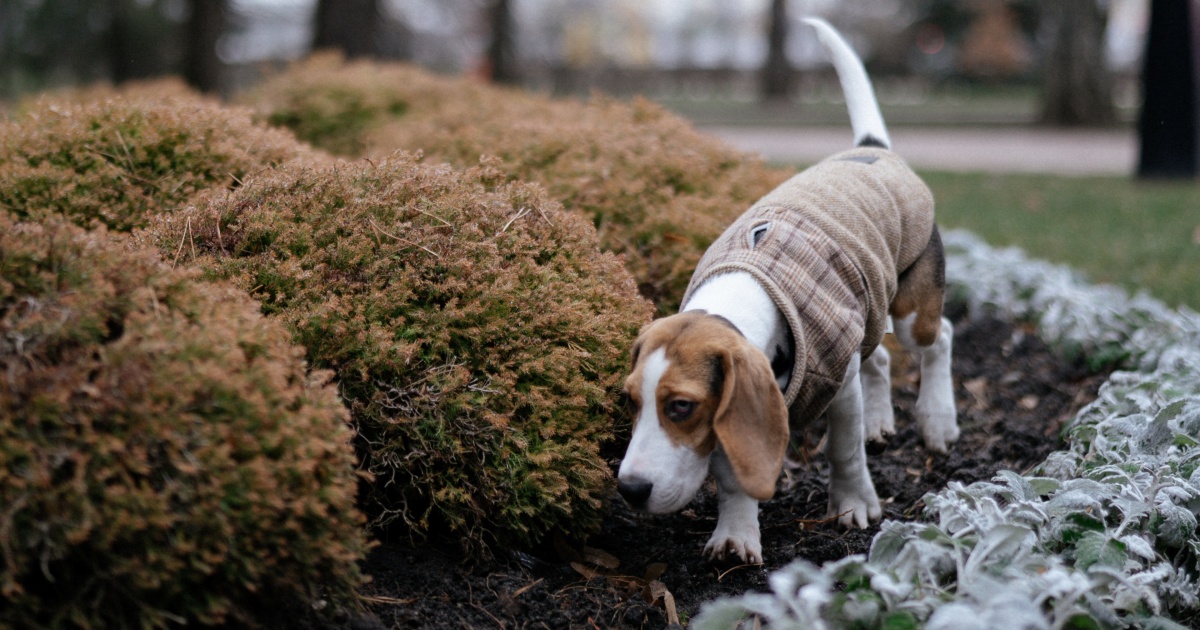 6 plantas que os cachorros AMAM comer para ter no jardim