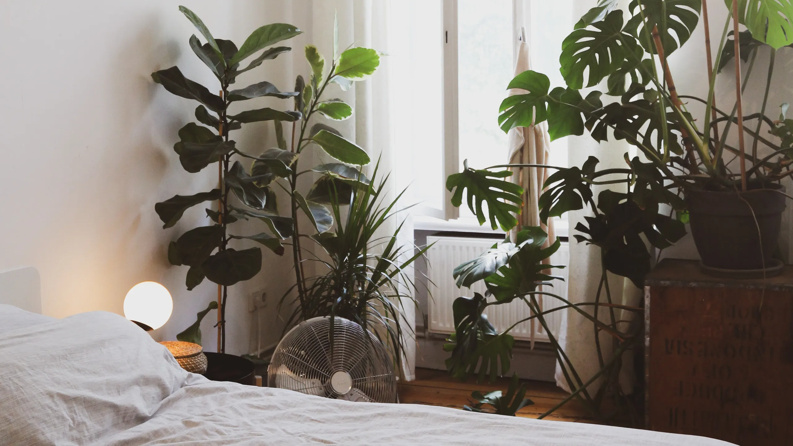 quarto com várias plantas