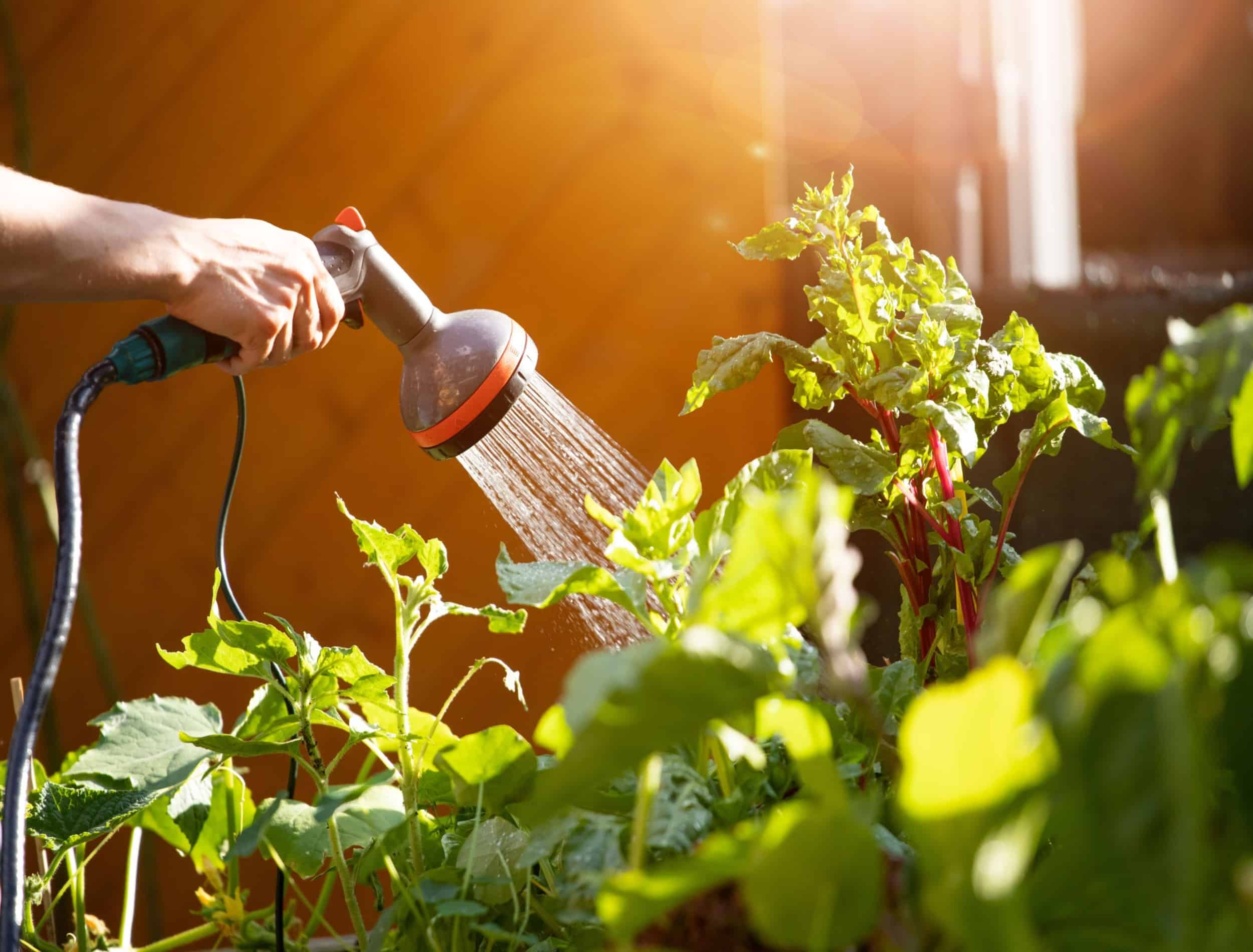 rega de plantas com mangueira