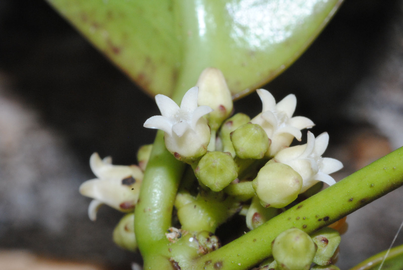 Prestonia Amazonica