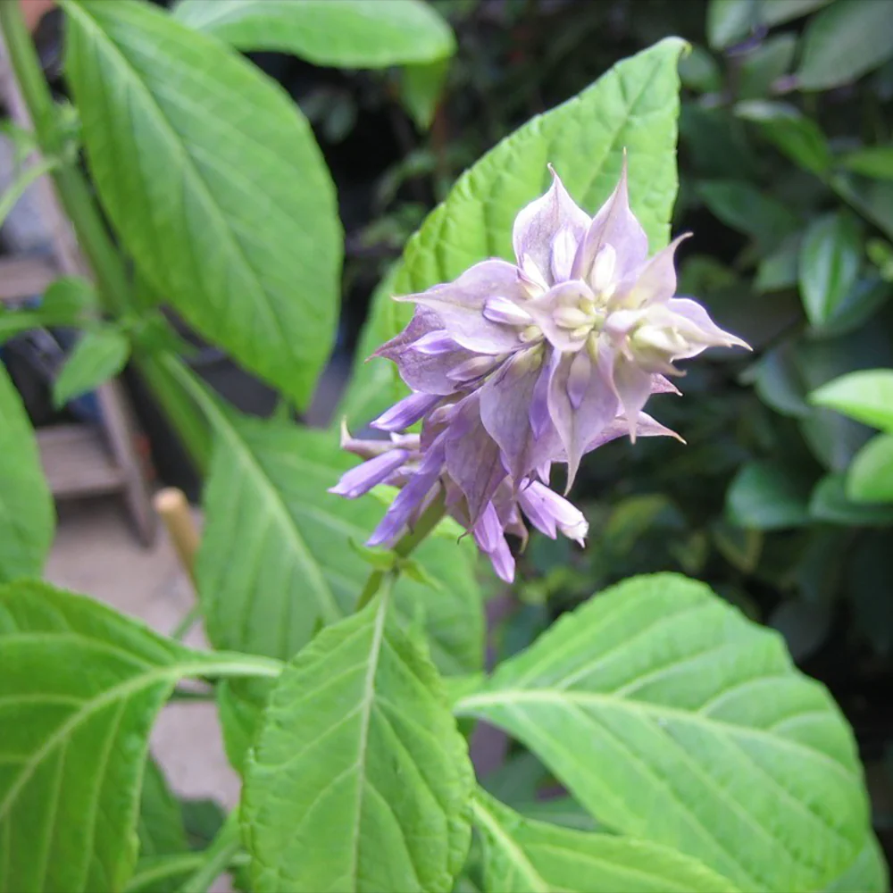 Salvia Divinorum