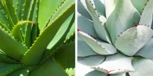 agave e aloe vera