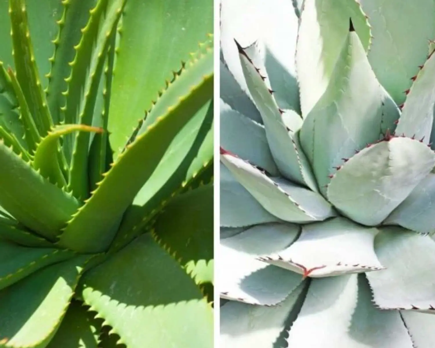 agave e aloe vera