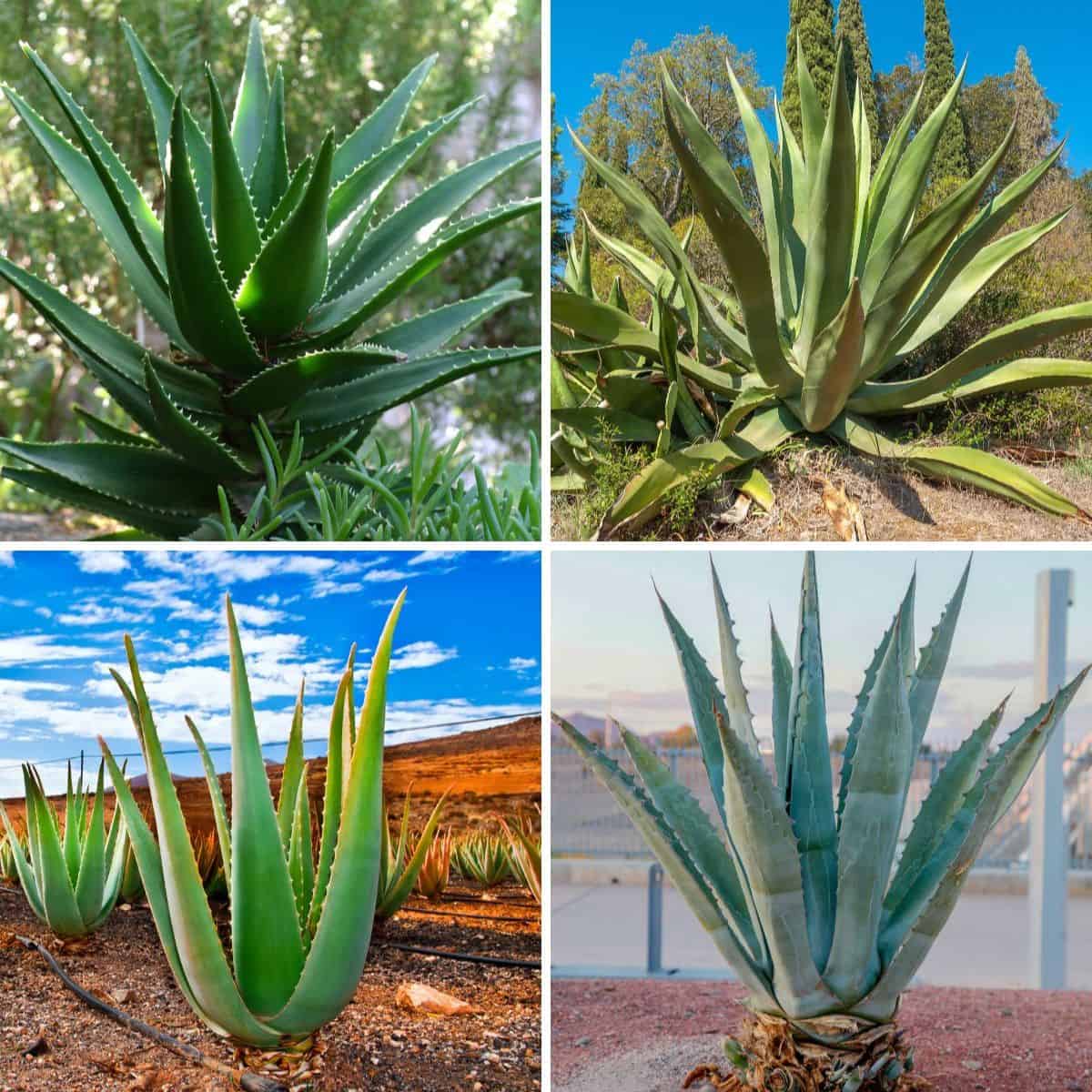 Agave ou aloe vera: essas duas plantas são a MESMA coisa? Descubra