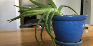 aloe vera caindo em vaso