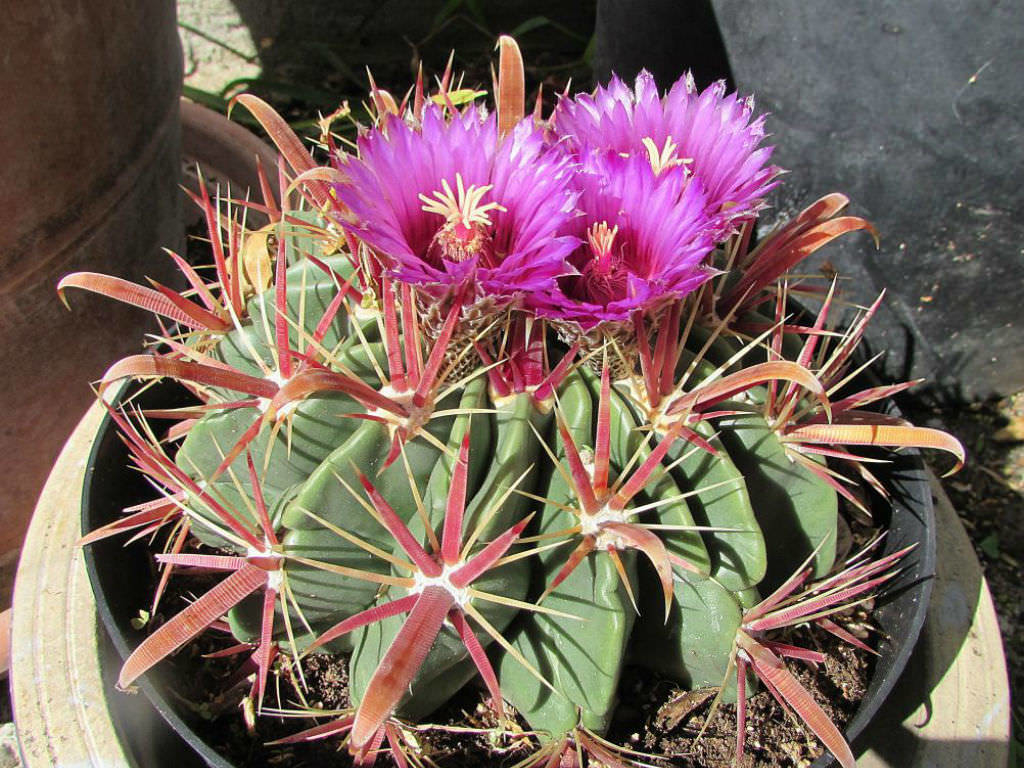 cacto Ferocactus herrerae