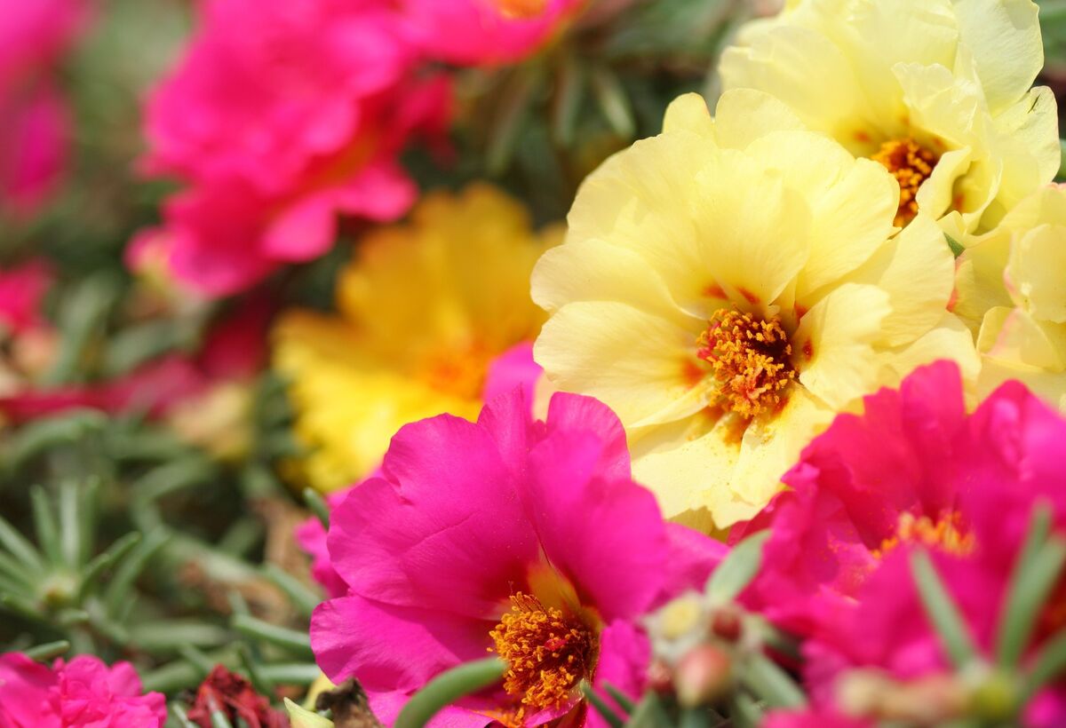 Como plantar onze-horas? Siga estes cuidados para ter essa flor LINDA em seu jardim