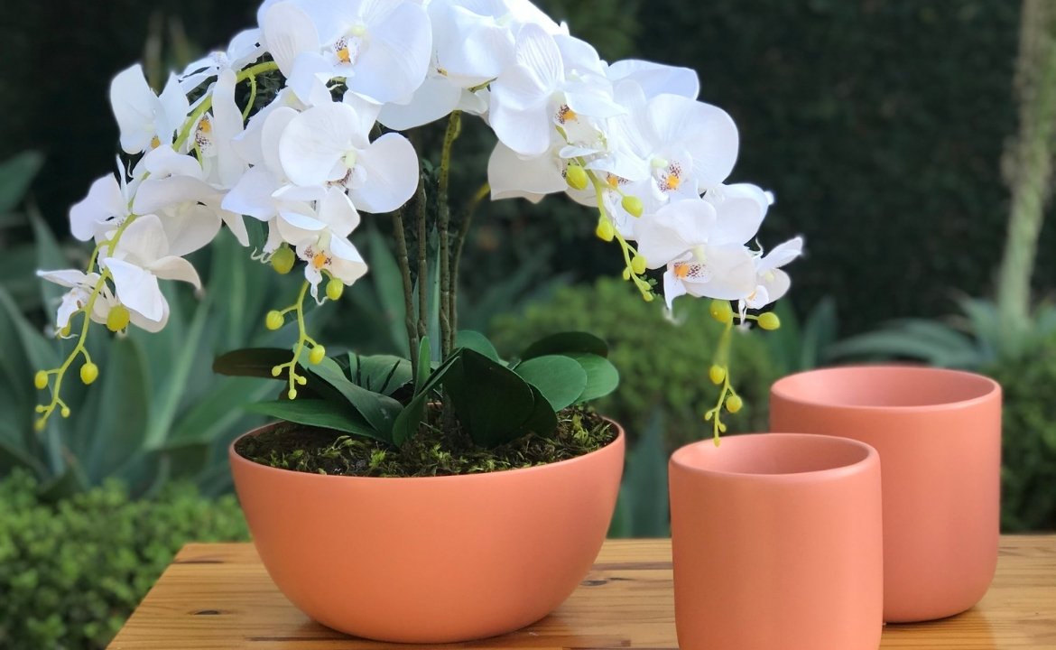 Tenha estes 6 cuidados com as plantas no período de dormência