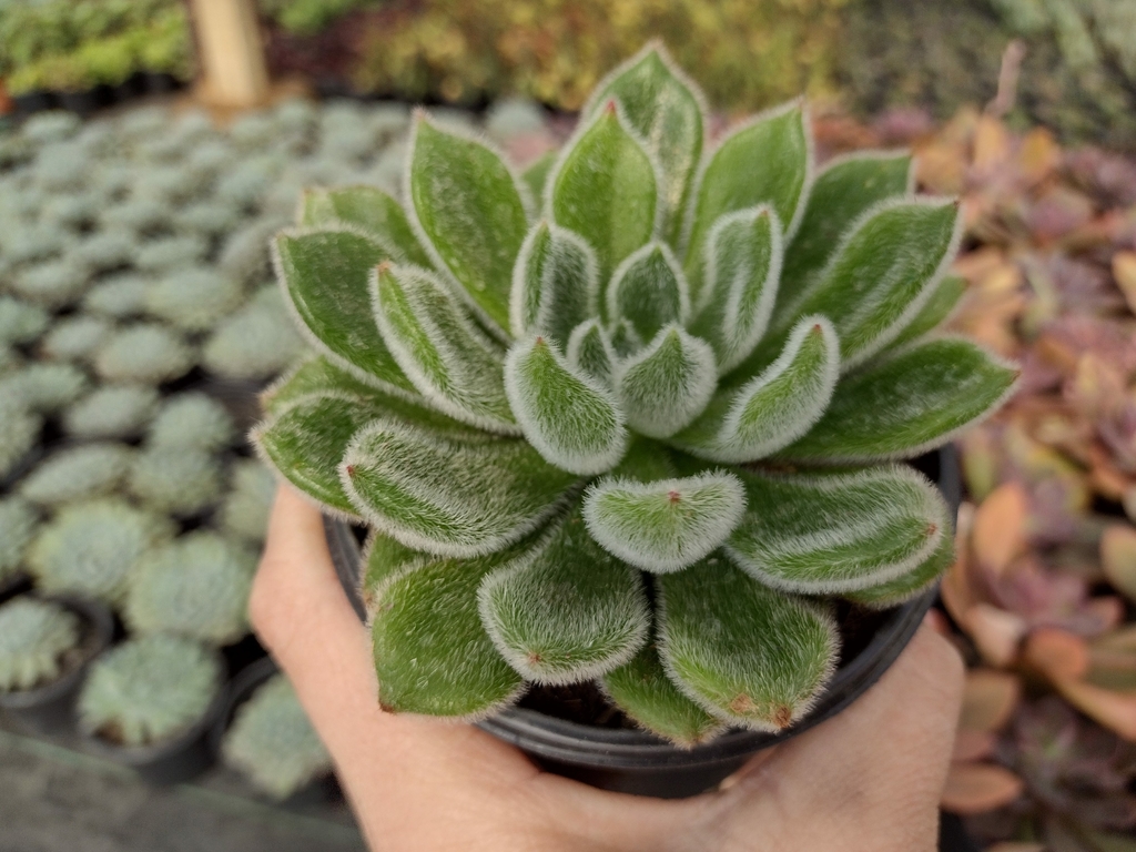 echeveria setosa