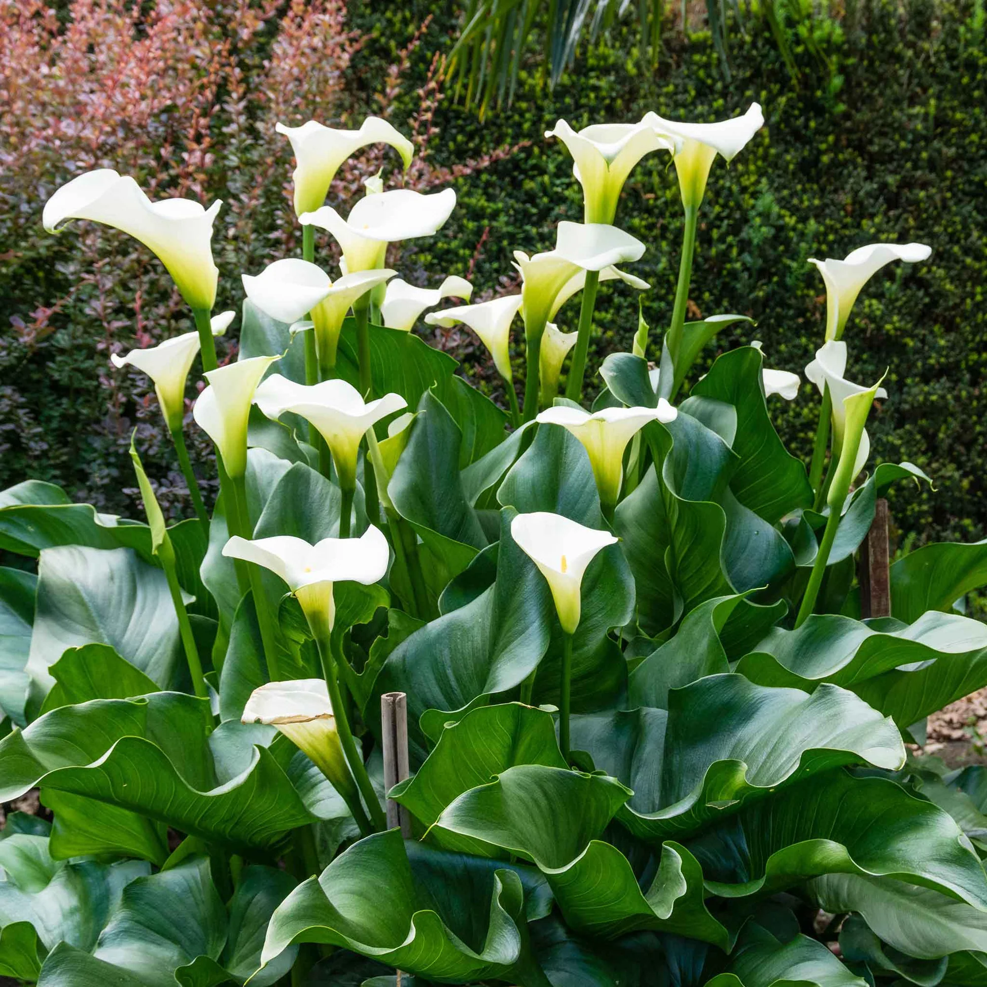 flor calla lily