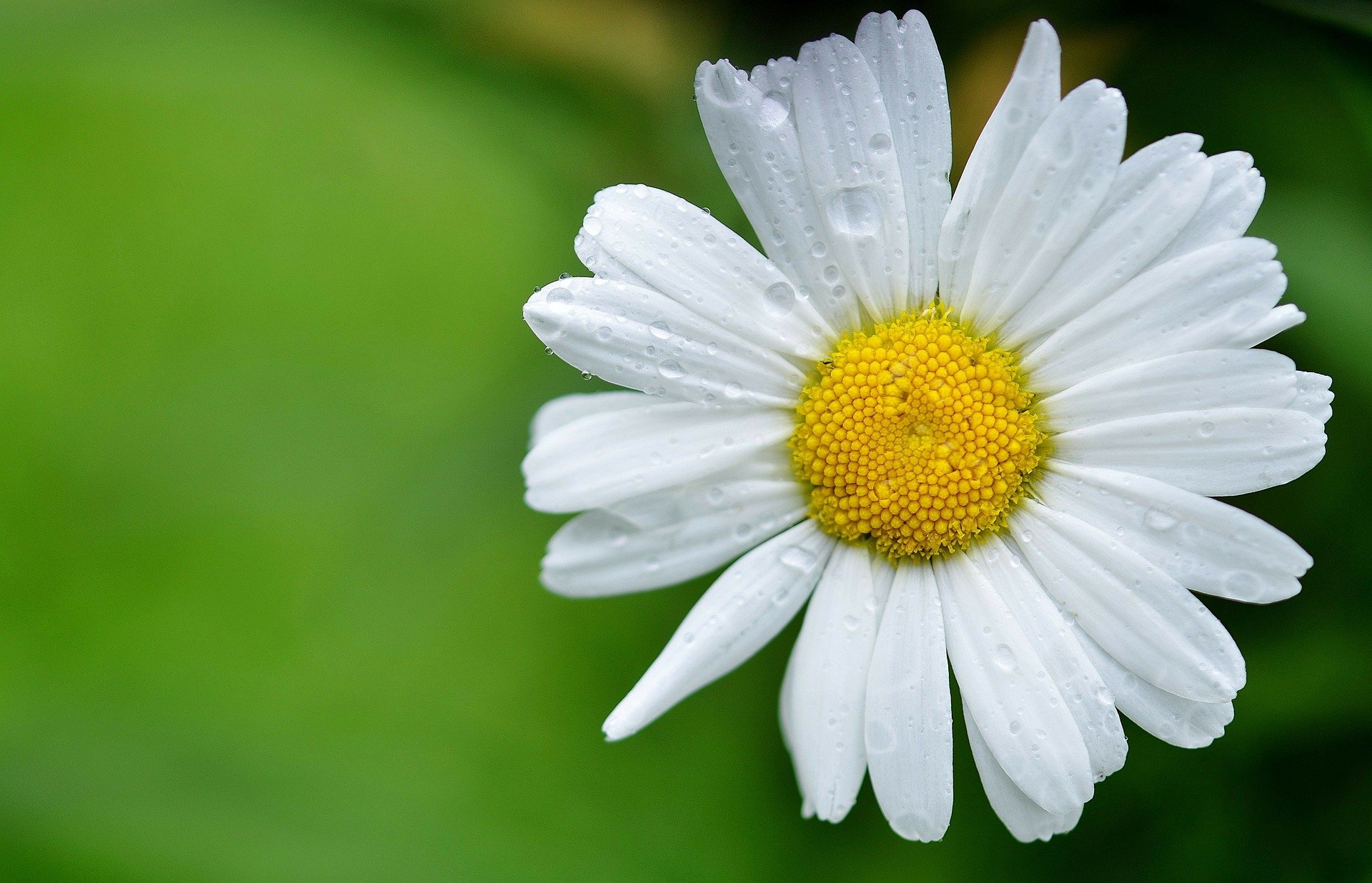 As 5 flores PERFEITAS para plantar no mês de maio em qualquer região do Brasil