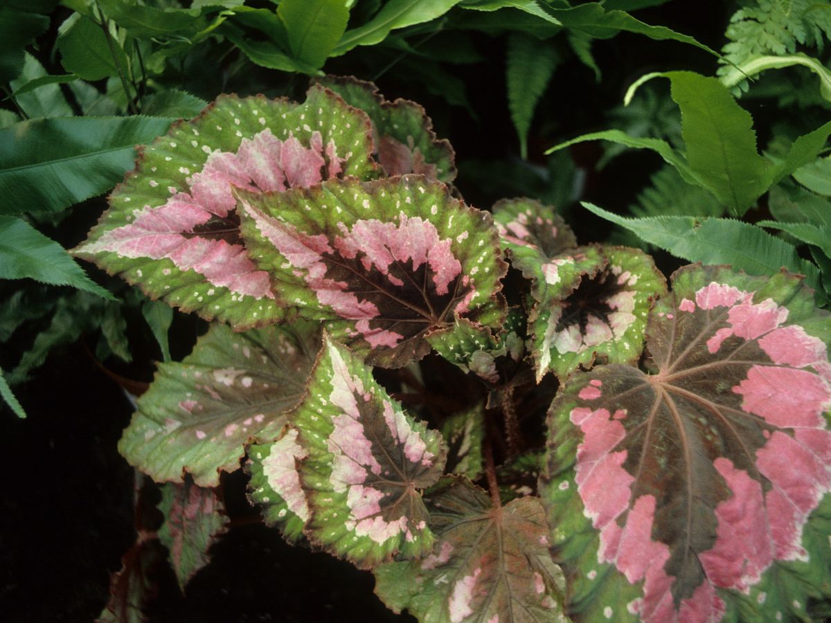 folhagem bicolor da begônia