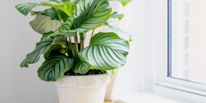 Razões por que as folhas da calathea estão amarelando e como solucionar