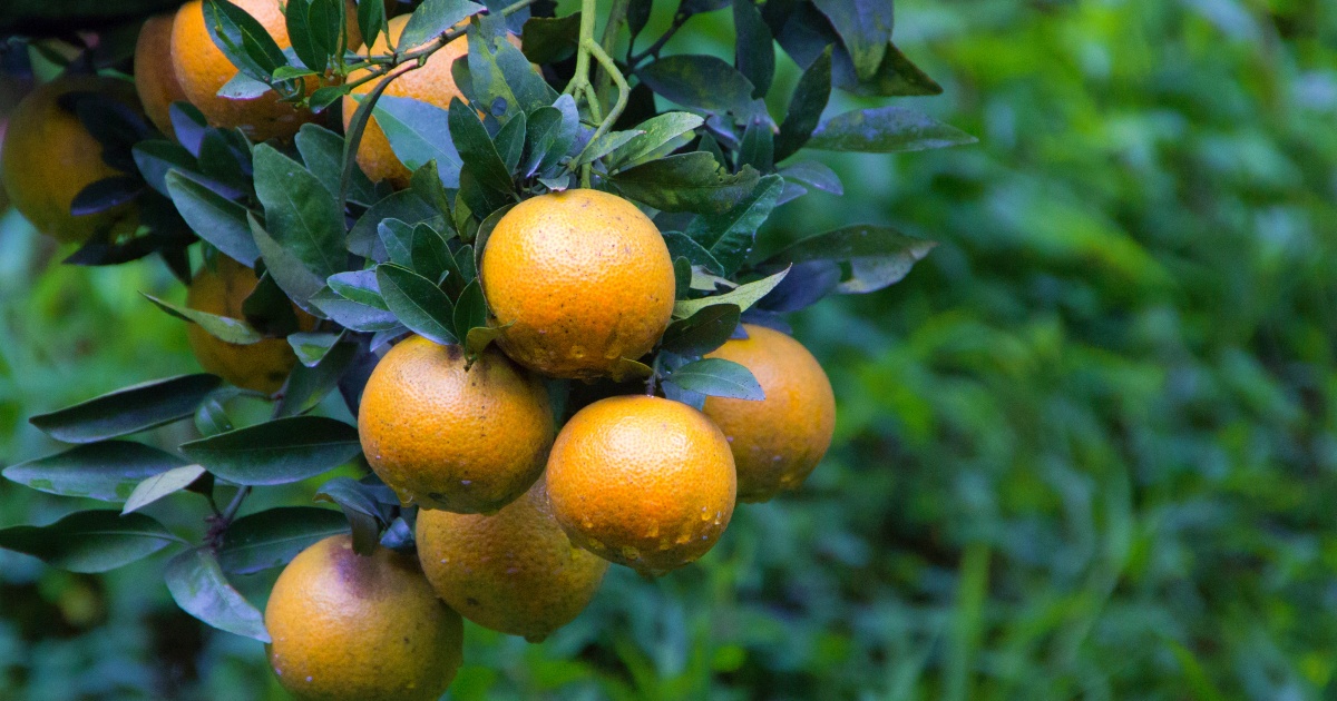 Os métodos CERTOS para usar as folhas de laranjeira na limpeza da casa