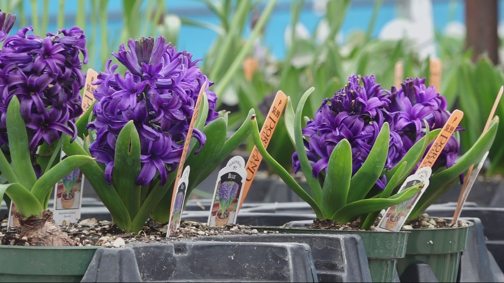 mudas de flores