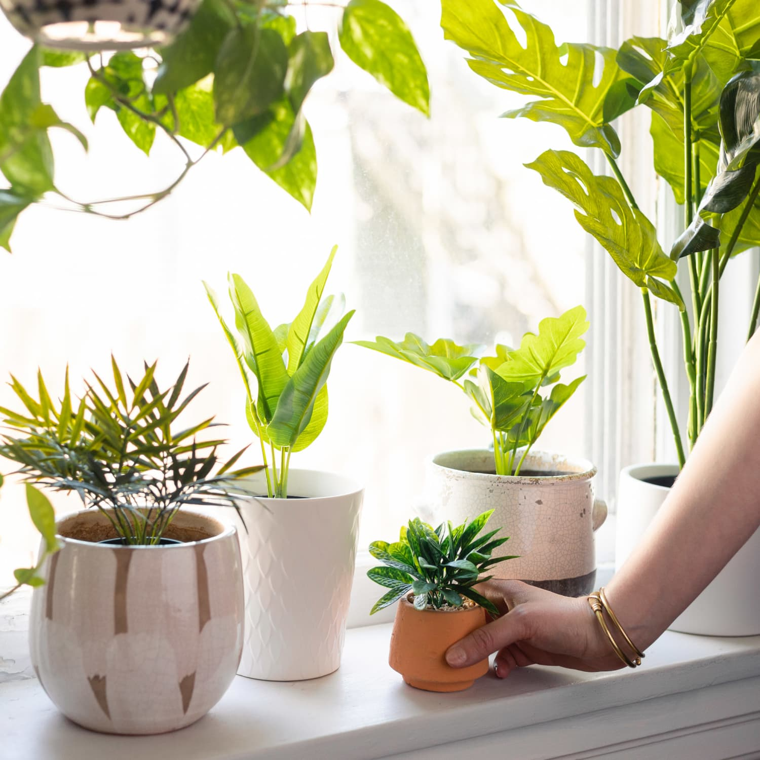 pessoa colocando vasos de plantas em janela