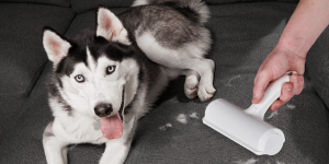 pessoa limpando pelo com cachorro ao lado