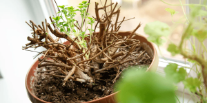 planta em vaso em período de dormência