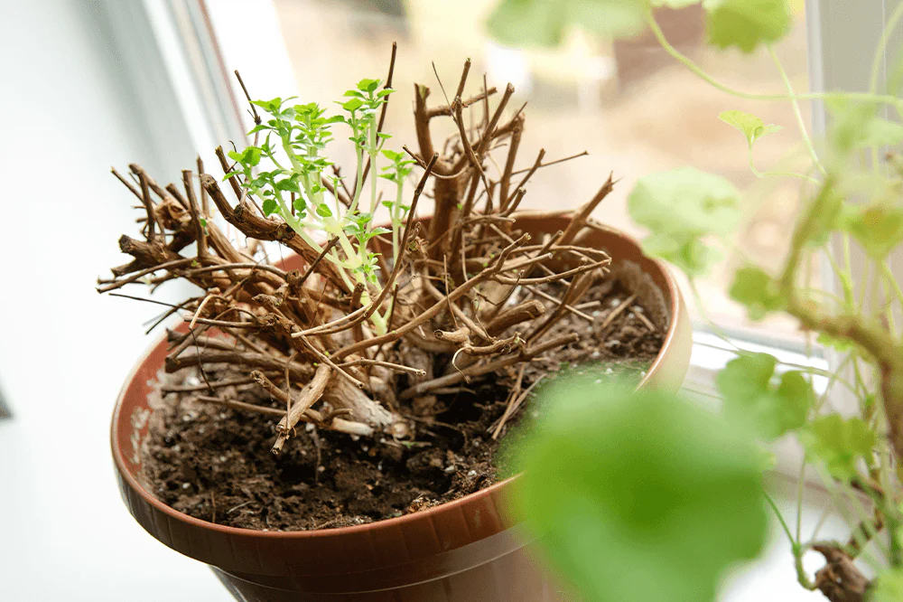 planta em vaso em período de dormência