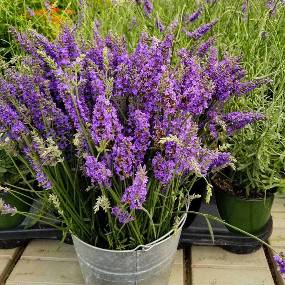 planta lavanda