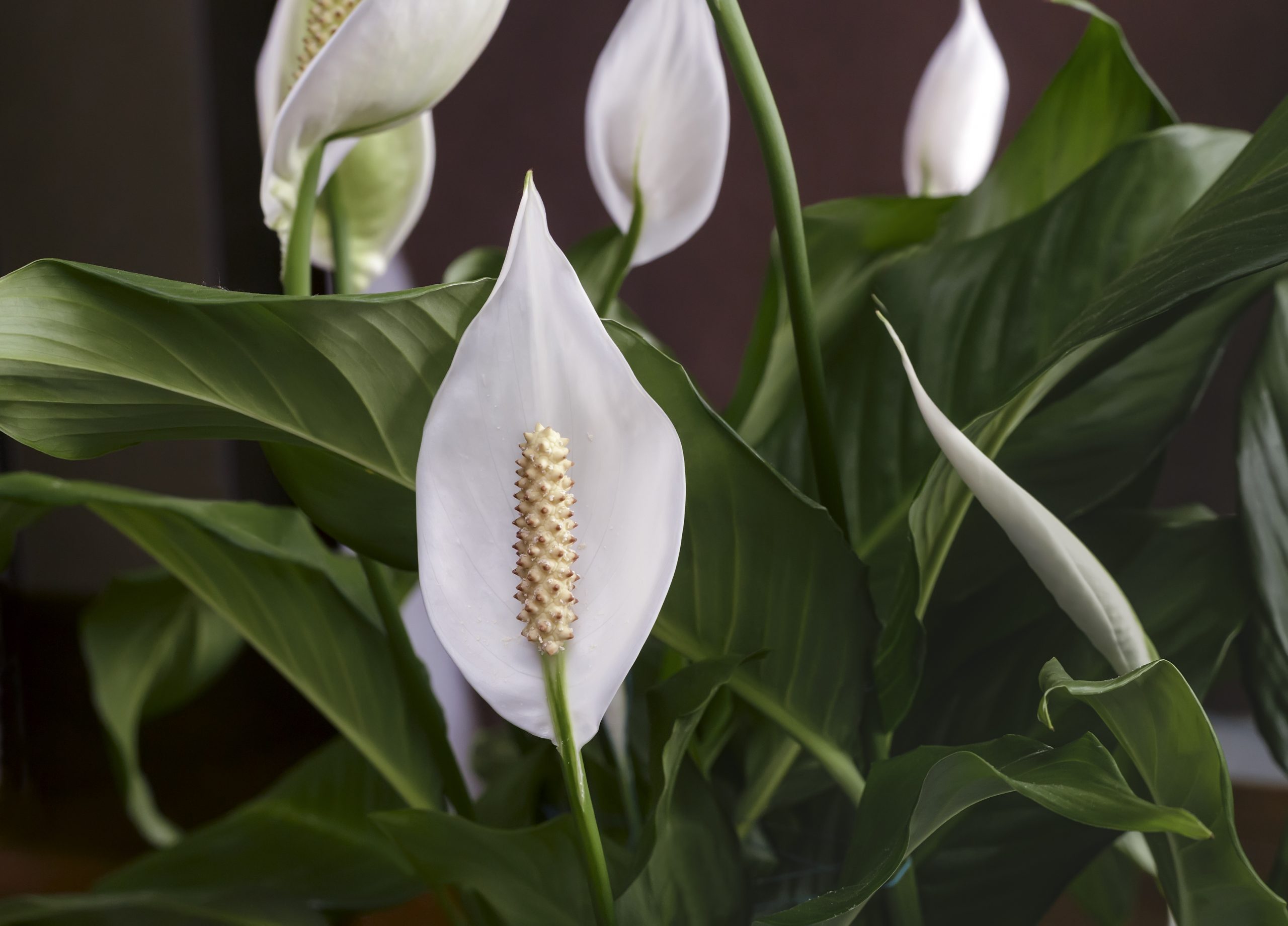 Para a NASA, estas plantas podem MELHORAR sua saúde: descubra quais são