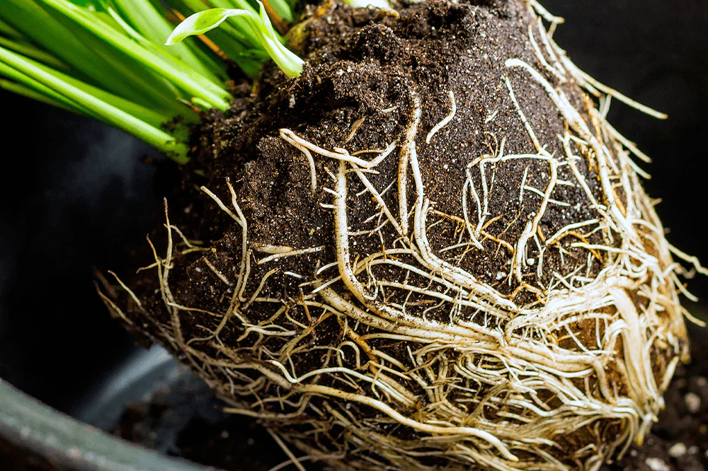 raízes de planta