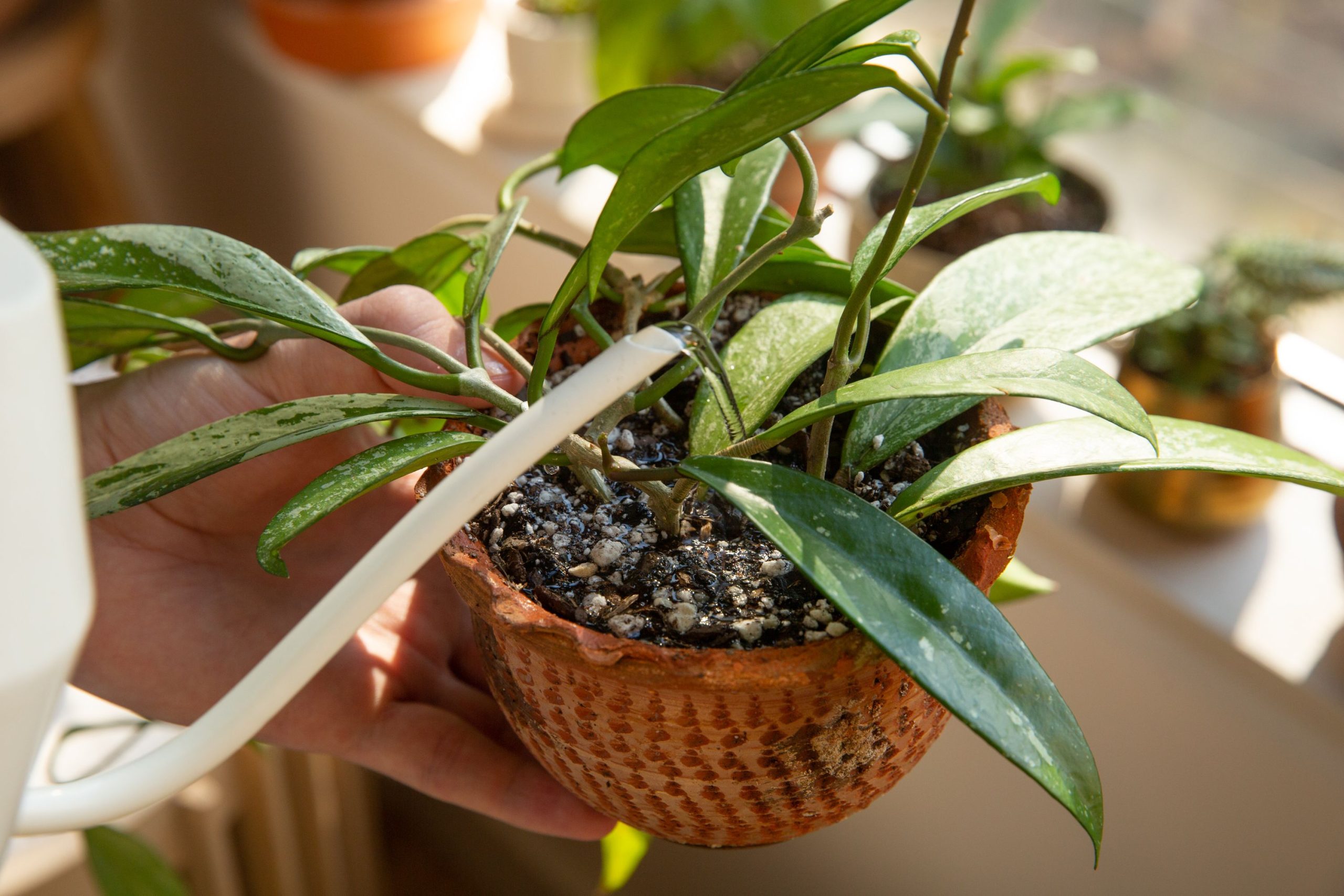 rega de planta em vaso