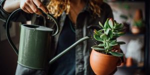 Regra dos 3 segundos para regar suas plantinhas? Que método é esse? Entenda