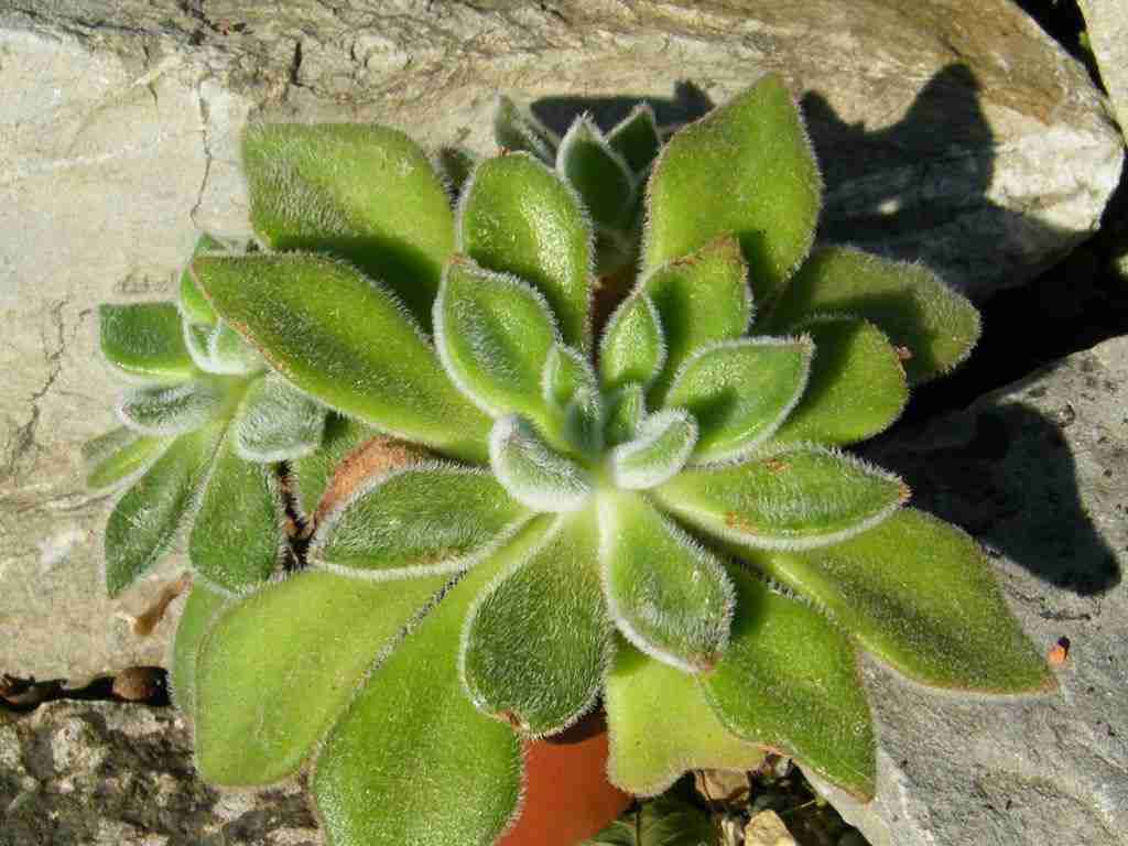 suculenta echeveria