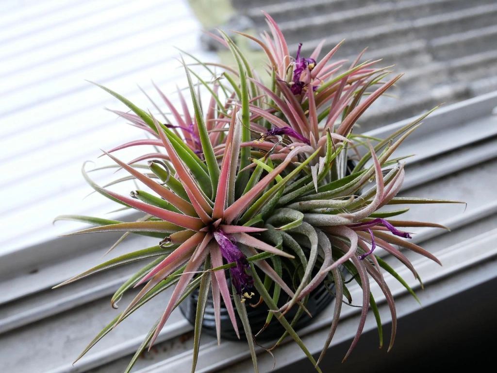 tillandsia em vaso