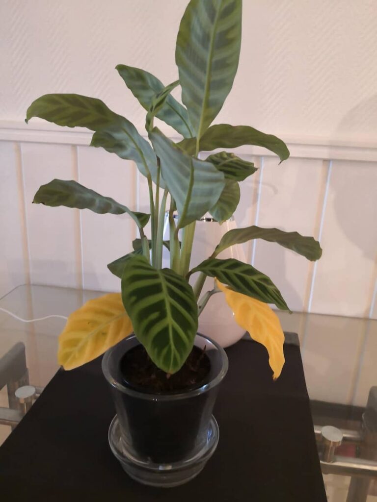 vaso de calathea com folhas amarelas