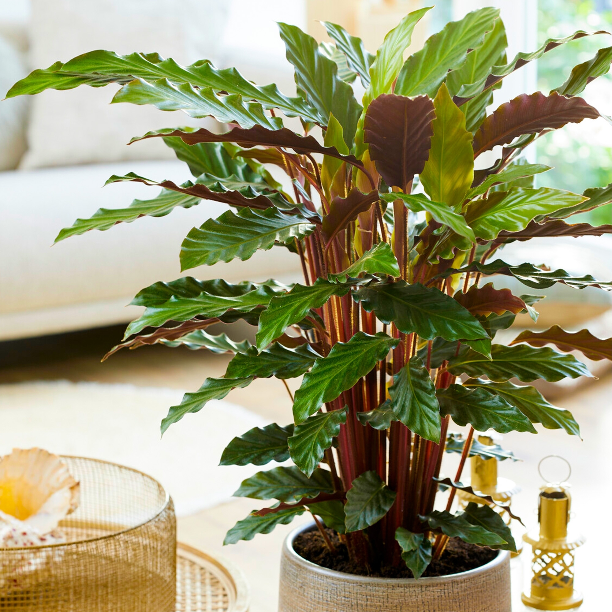 vaso de calathea