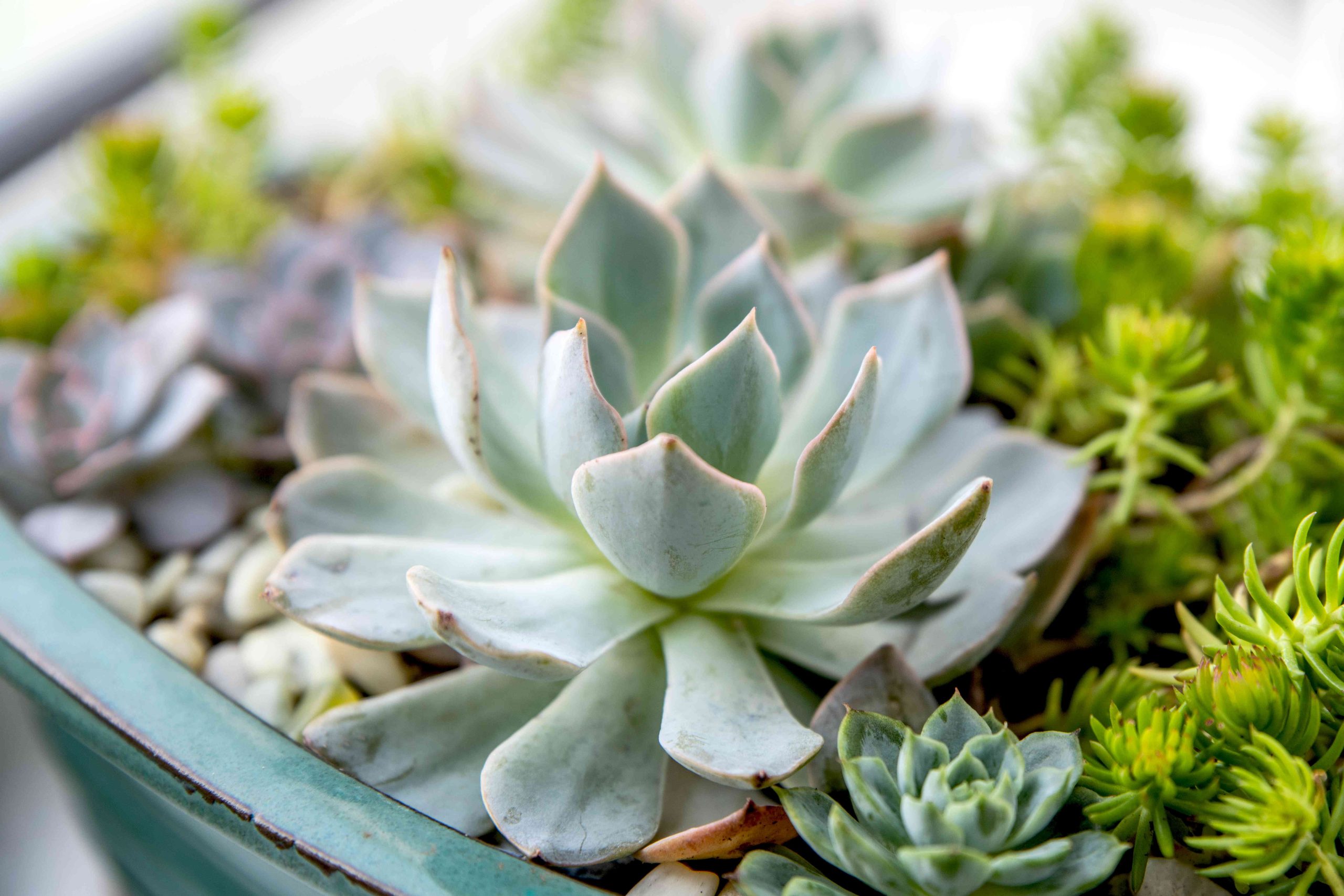 Echeveria Peacockii