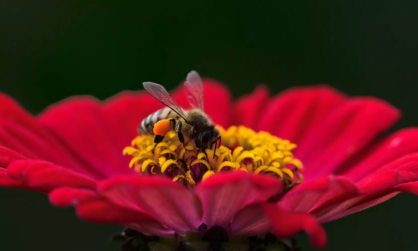 abelha em flor vermelha