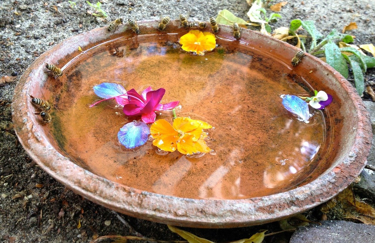 abelhas tomando água no jardim