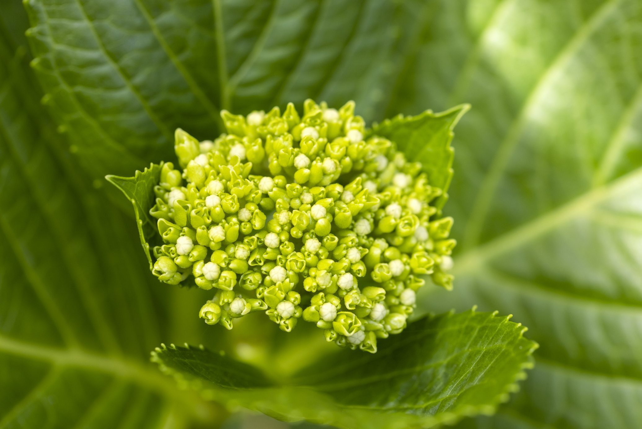 botões de flores de hortênsia