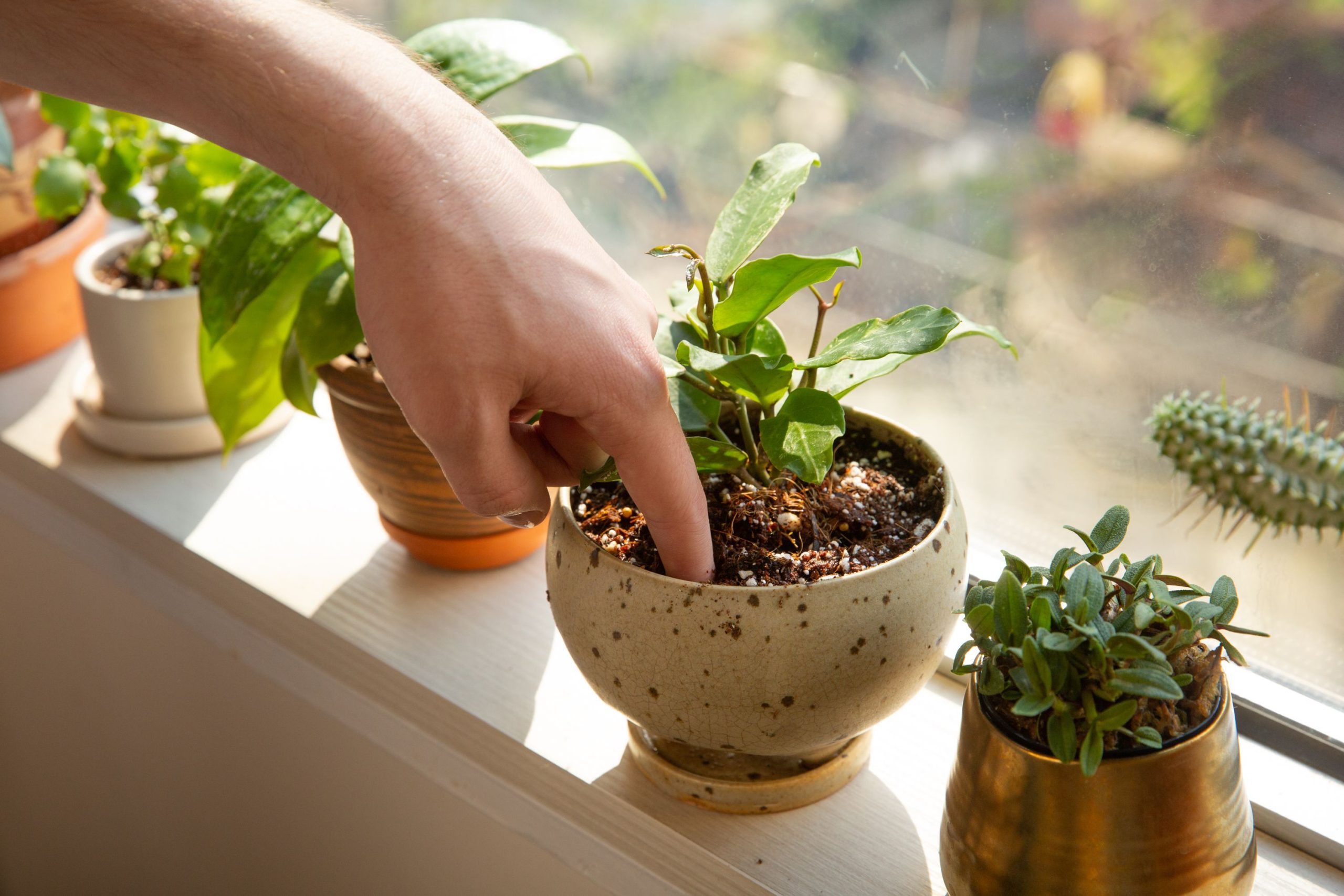 checagem de solo de vaso de planta