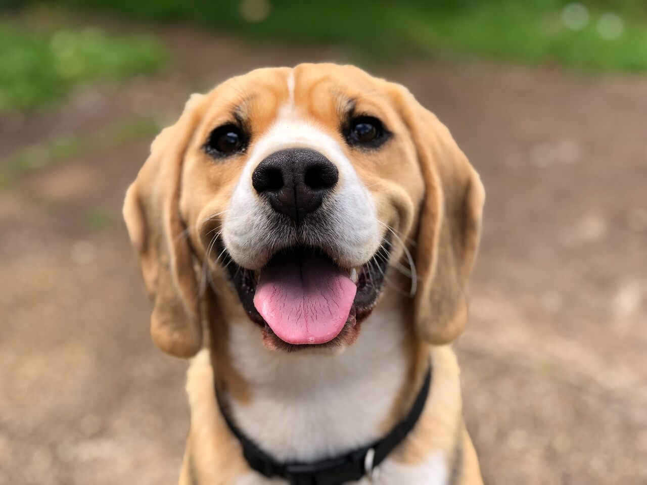 Sinais que seu cachorro te ama (Imagem: Milli/ Unsplash)