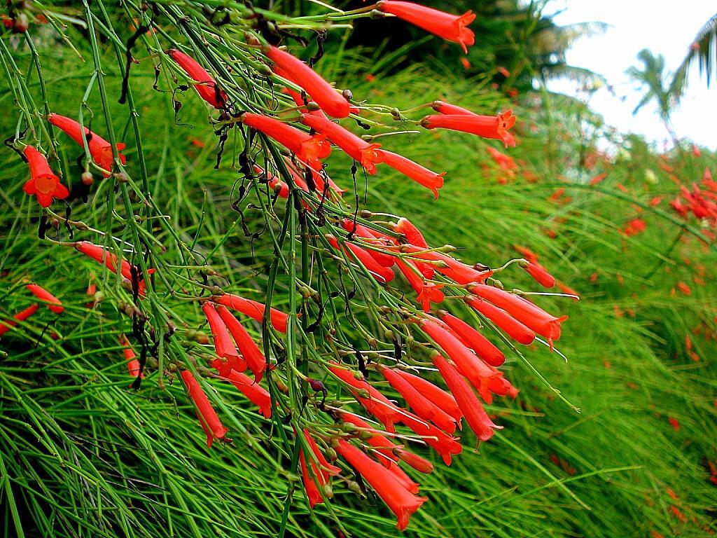 flor-de-coral