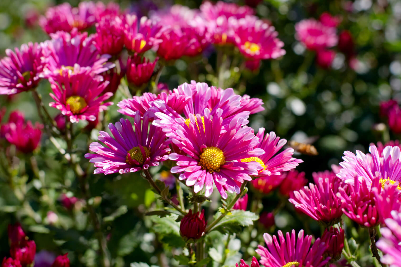 flores de crisântemo