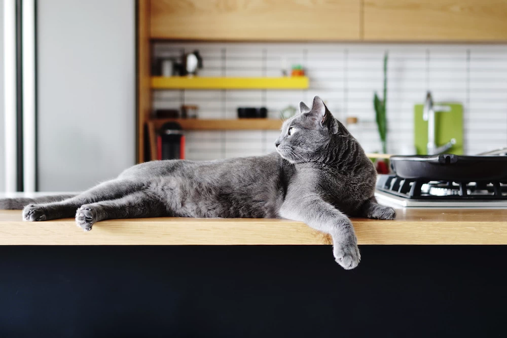 gato deitado em bancada da cozinha