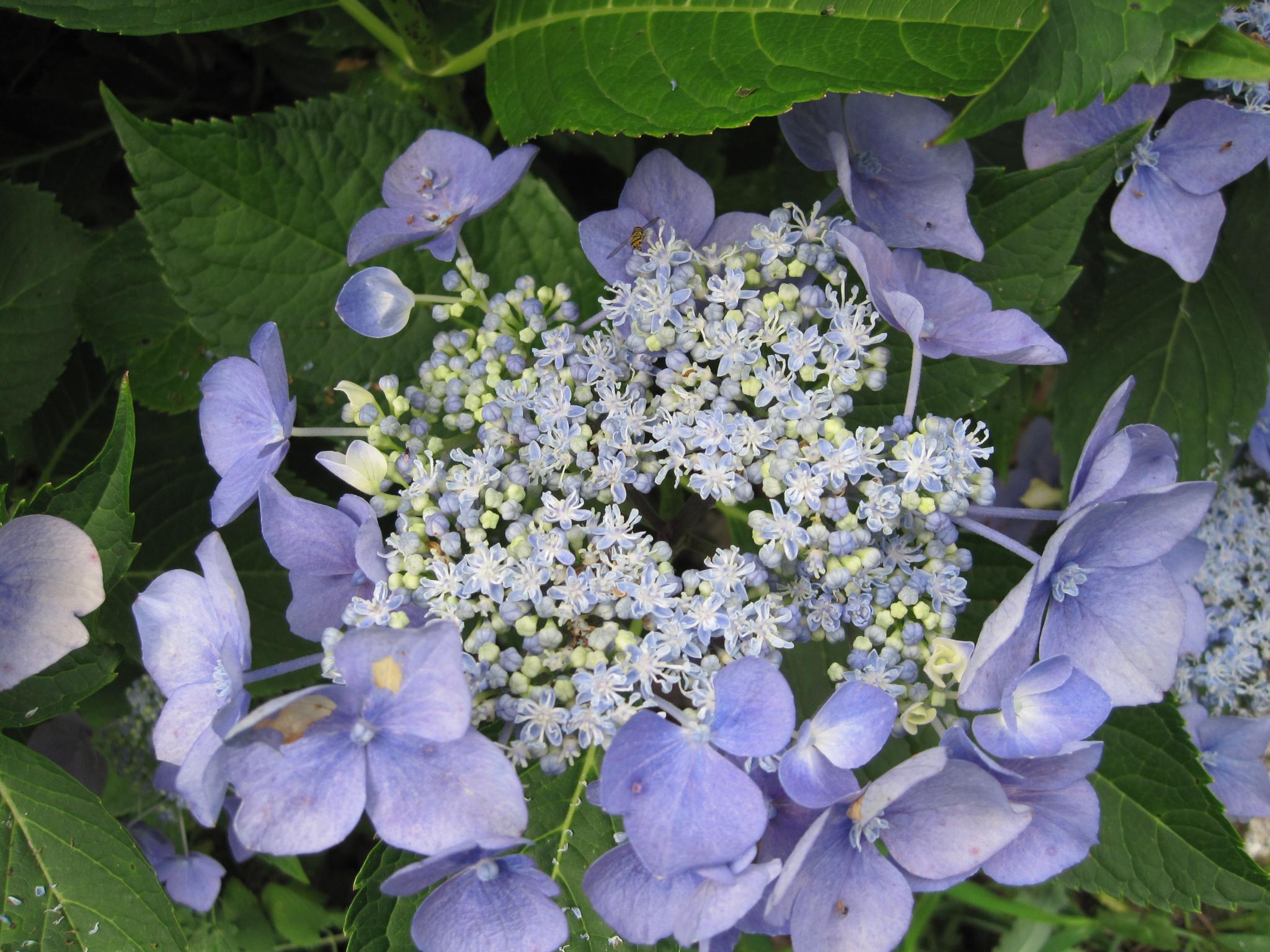 hortênsia com poucas flores